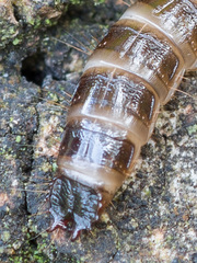 Denticollis linearis