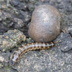 Denticollis linearis