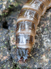 Denticollis linearis