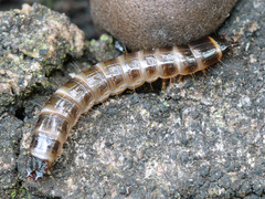 Denticollis linearis