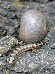 Denticollis linearis