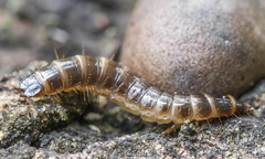 Denticollis linearis