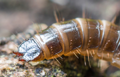 Denticollis linearis