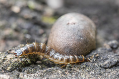 Denticollis linearis