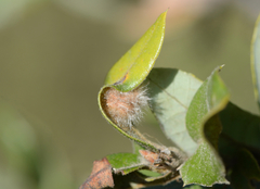 Disholandricus lasius