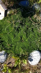 Azorella