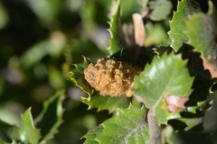 Heteroecus melanoderma