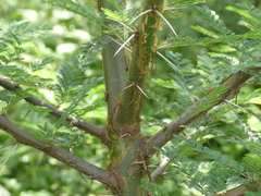 Vachellia kirkii