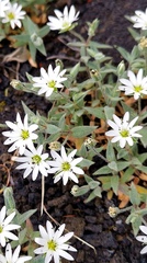 Stellaria eschscholtziana