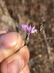 Lessingia arachnoidea