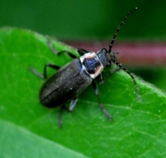 Atalantycha dentigera