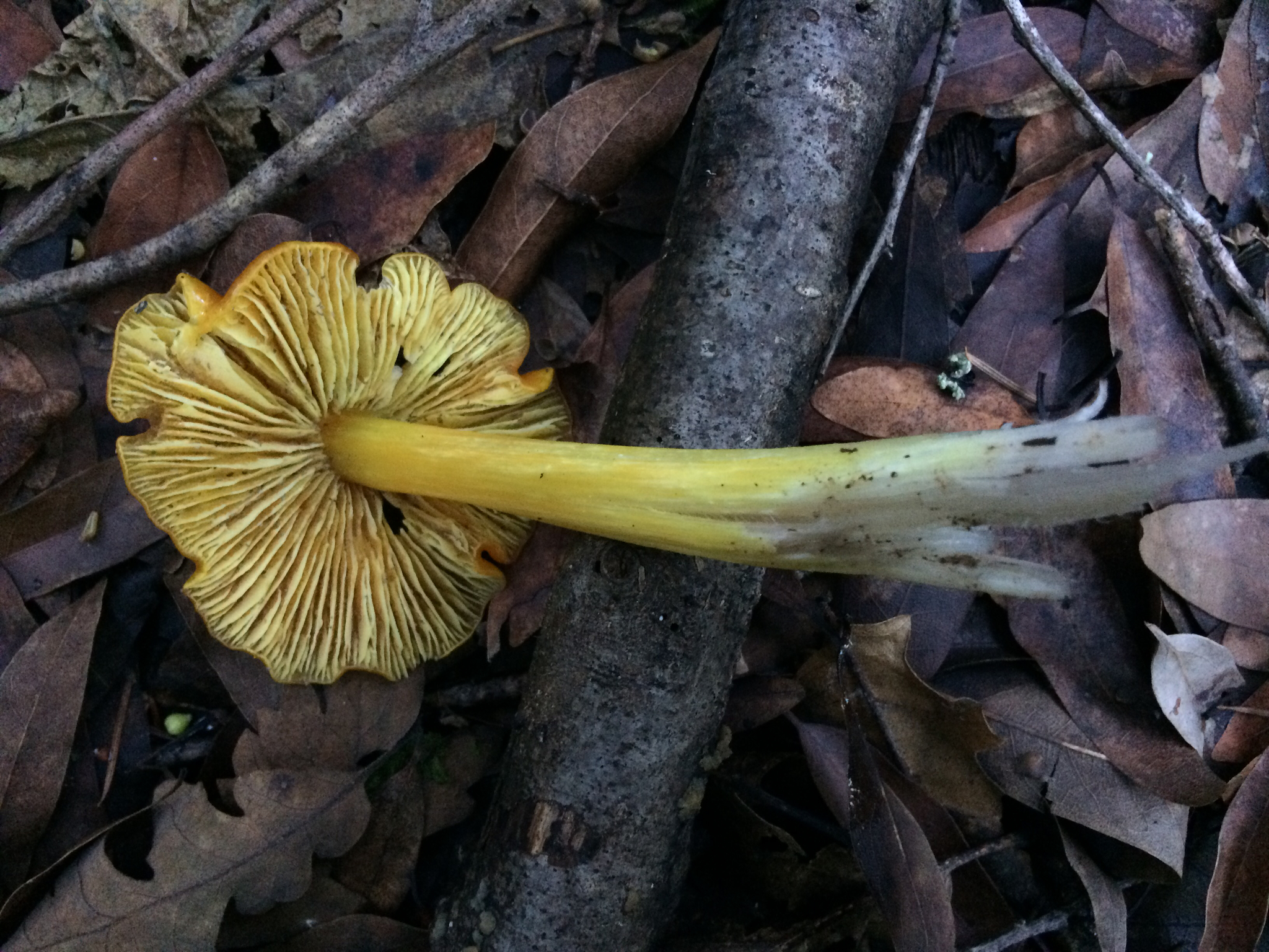 Hygrocybe singeri image