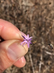 Lessingia arachnoidea