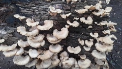 Fungi