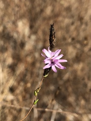 Lessingia arachnoidea