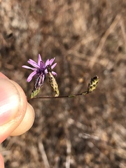Lessingia arachnoidea