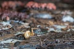 Bolyphantes alticeps