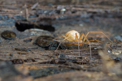 Bolyphantes alticeps