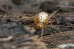 Bolyphantes alticeps