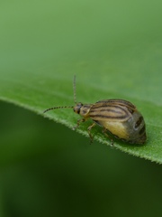 Ophraella