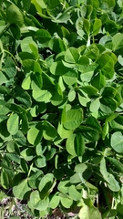 Trifolium repens