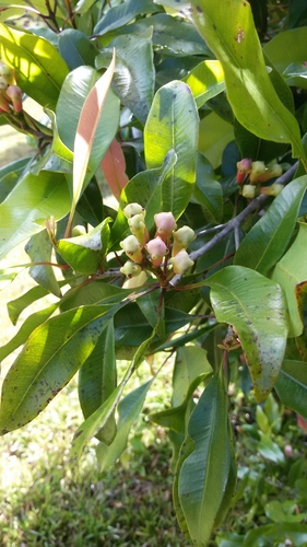 Syzygium aromaticum image