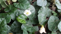 Lycianthes asarifolia