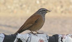 Emberiza sahari