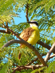 Pitangus sulphuratus