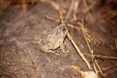 Anaxyrus californicus