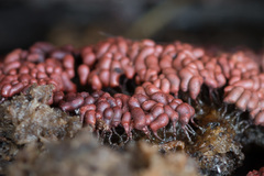 Arcyria stipata