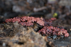 Arcyria stipata