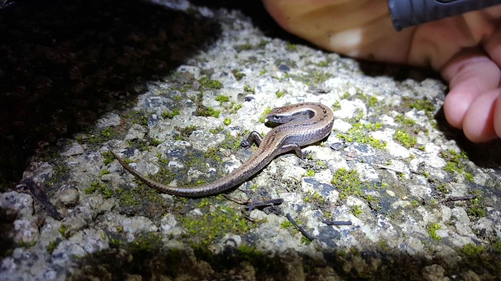 Ryukyu Short-Legged Skink