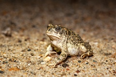 Anaxyrus californicus