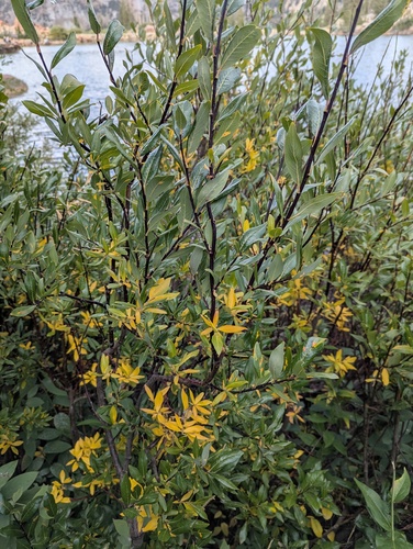 drummond's willow (Salix drummondiana)