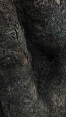 Achatocarpus nigricans