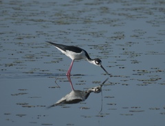 Himantopus mexicanus mexicanus