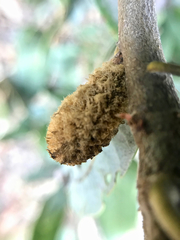 Heteroecus melanoderma