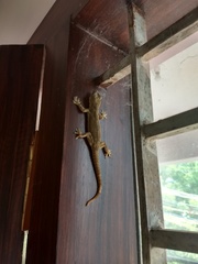 Hemidactylus leschenaultii