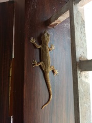 Hemidactylus leschenaultii