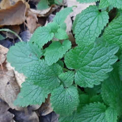 Lamium