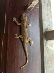 Hemidactylus leschenaultii