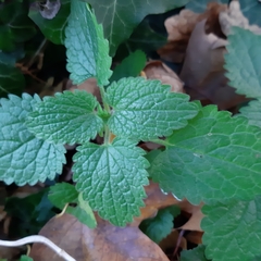 Lamium