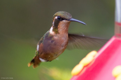 Chaetocercus heliodor