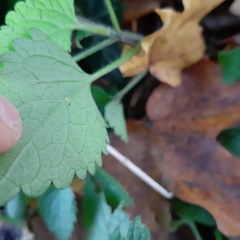 Lamium