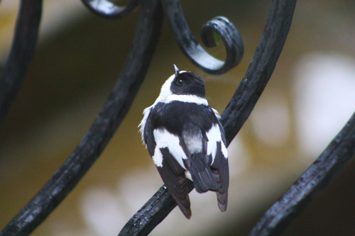 Papamoscas acollarado (Ficedula albicollis)