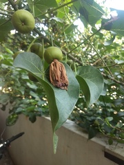 Thespesia populnea