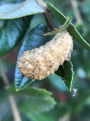 Heteroecus melanoderma