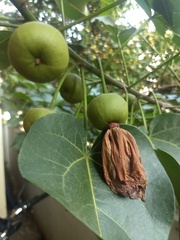 Thespesia populnea
