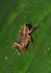 Piazolechriops bicristatus